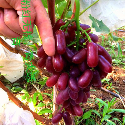 承德長(cháng)粒克瑞森脫毒葡萄苗