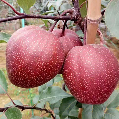 承德紅早酥
